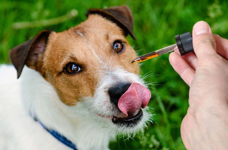 cbd for your furry friends