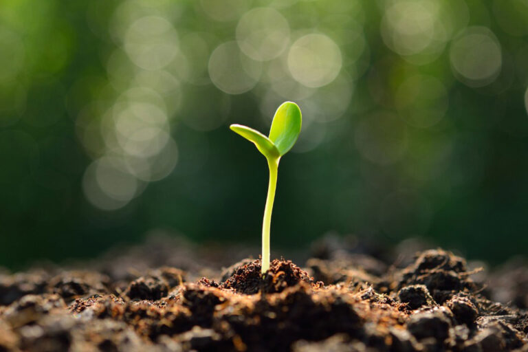 Soil Preparation for Growing Cannabis Plants Outdoors