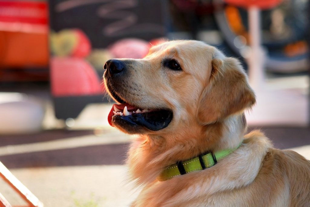 What Are CBD Dog Treats
