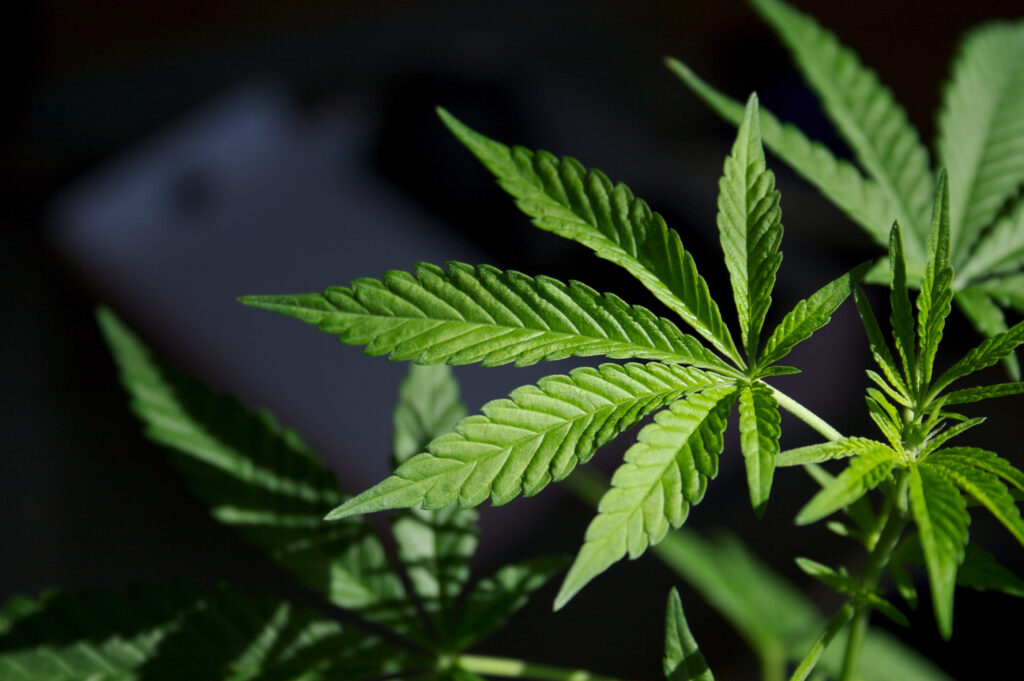 CBD Oil Lab Report